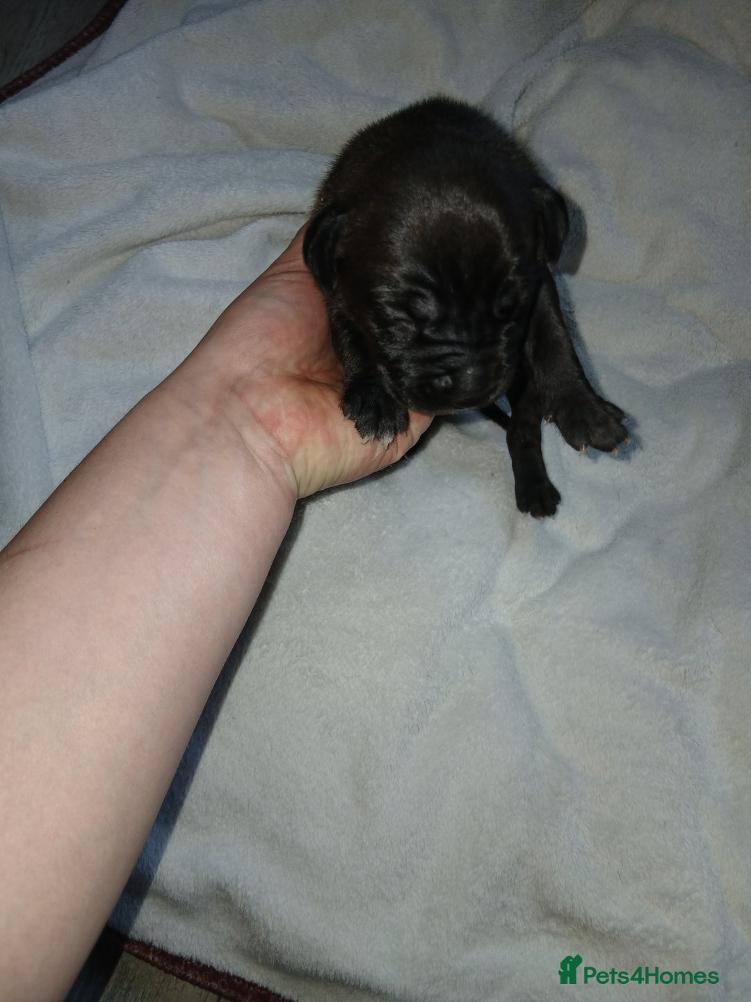 Staffordshire Bull Terrier dogs for sale: Staffordshire bull terror puppies  in London - Image 21