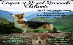 Welsh Corgi Pembroke dogs for sale: Quality Corgi puppies available to loving homes - Image 23