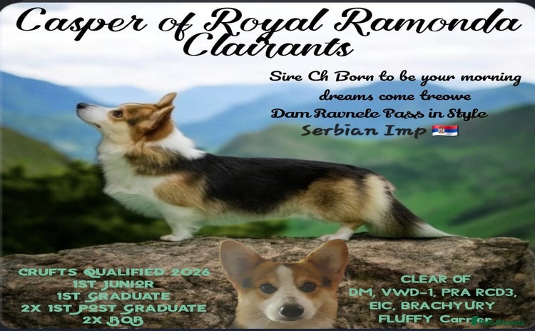 Welsh Corgi Pembroke dogs - Advert 2