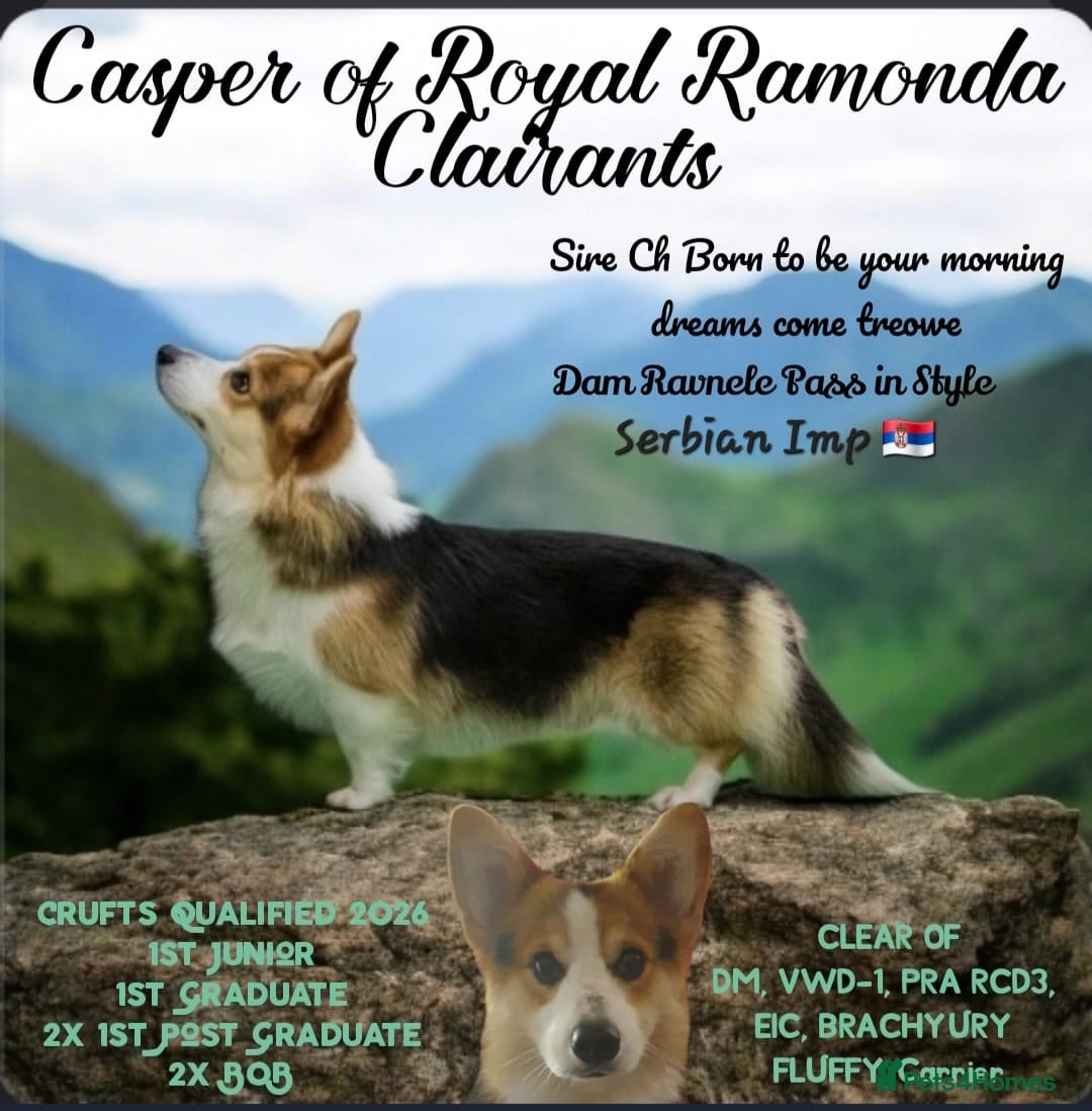 Welsh Corgi Pembroke dogs for sale: Quality Corgi puppies available to loving homes - Image 23