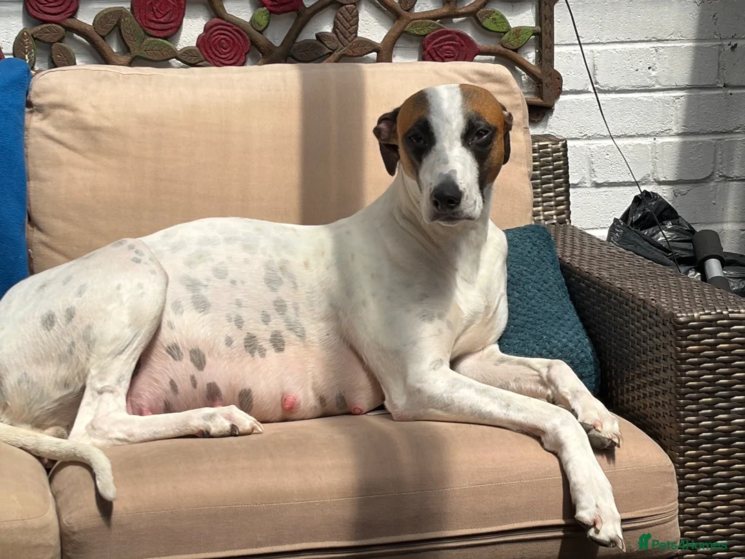 Lurcher dogs for sale: Fabulous lurcher pups  - Advert 30