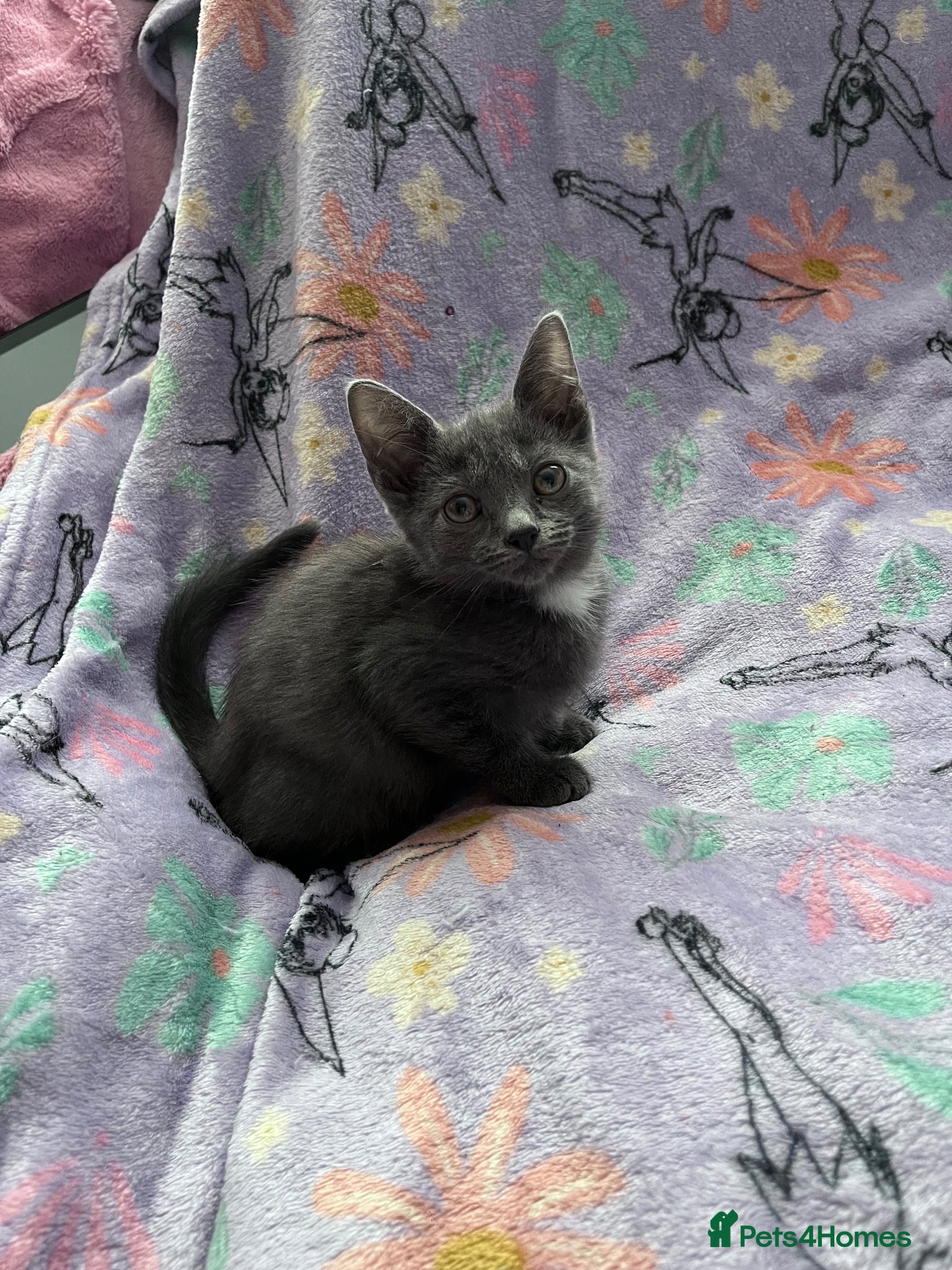 Russian Blue cats for sale: Female Blue Kitten  - Advert 6
