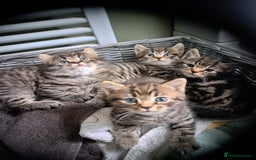 Persian cats for sale: These are 1/4 Perisan kittens  - Image 5
