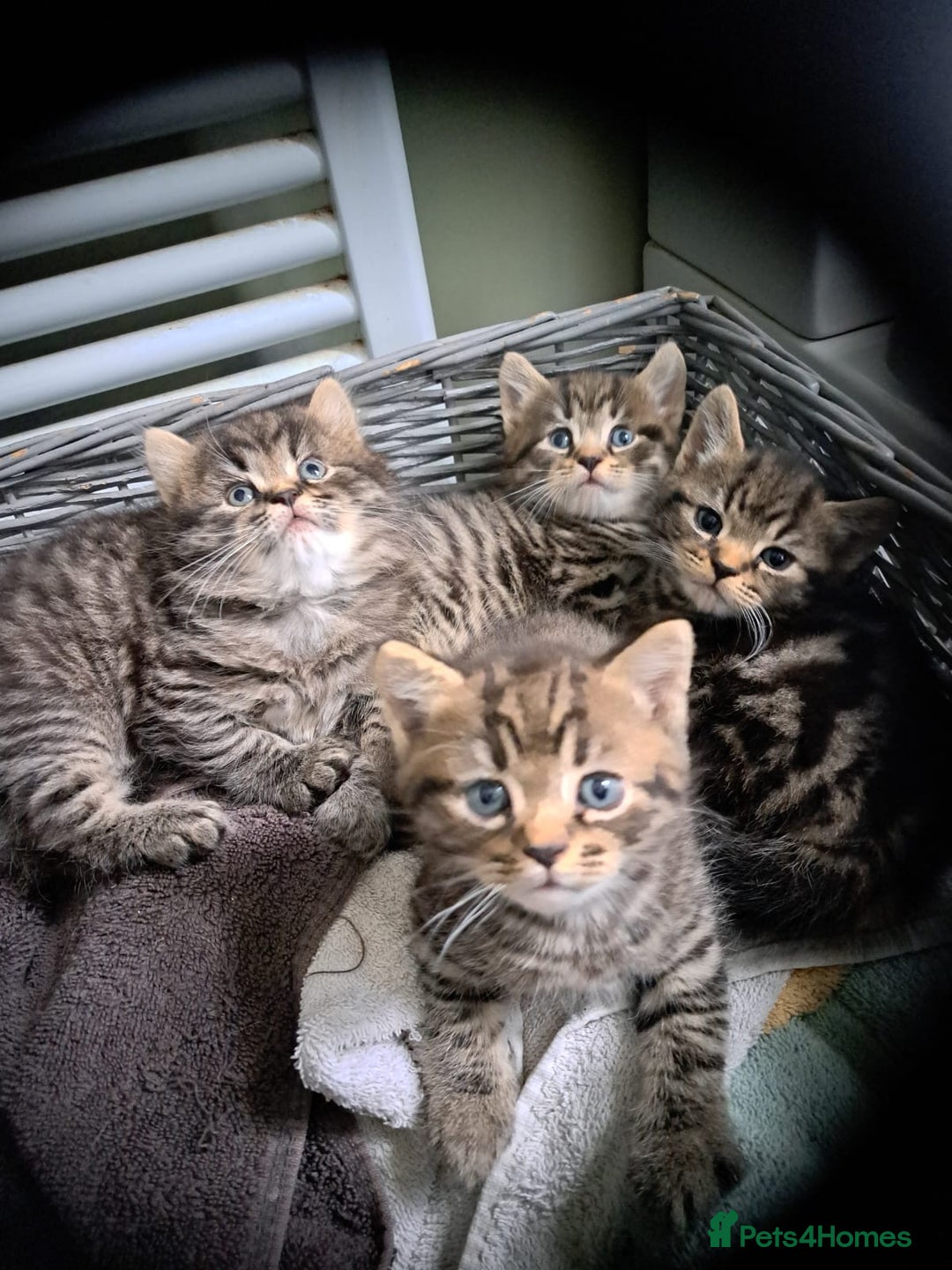 Persian cats for sale: These are 1/4 Perisan kittens  - Image 5