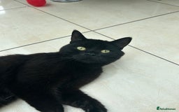 British Shorthair cats for sale: Mrs Rachel Hunter - Image 3