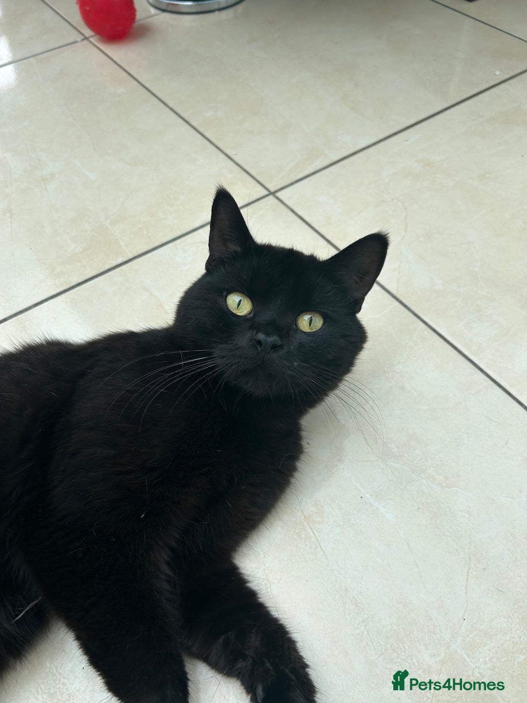 British Shorthair cats for sale: Mrs Rachel Hunter - Image 3