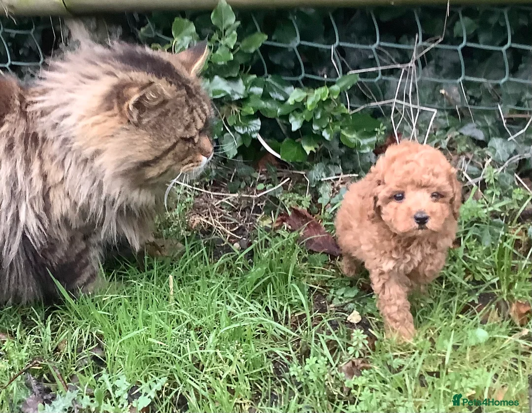 Toy Poodle dogs for sale: Extra Tiny Asian Toy Poodle - Advert 6