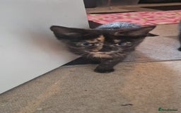 Brazilian Shorthair cats for sale: Tortoiseshell kittens female 2 available  - Image 3