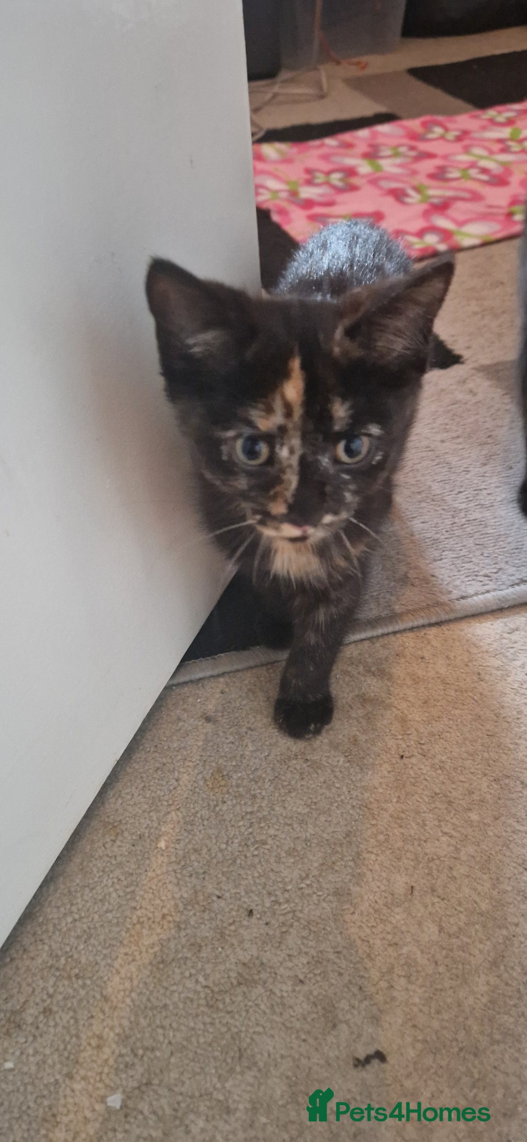 Brazilian Shorthair cats for sale: Tortoiseshell kittens female 2 available  - Image 3