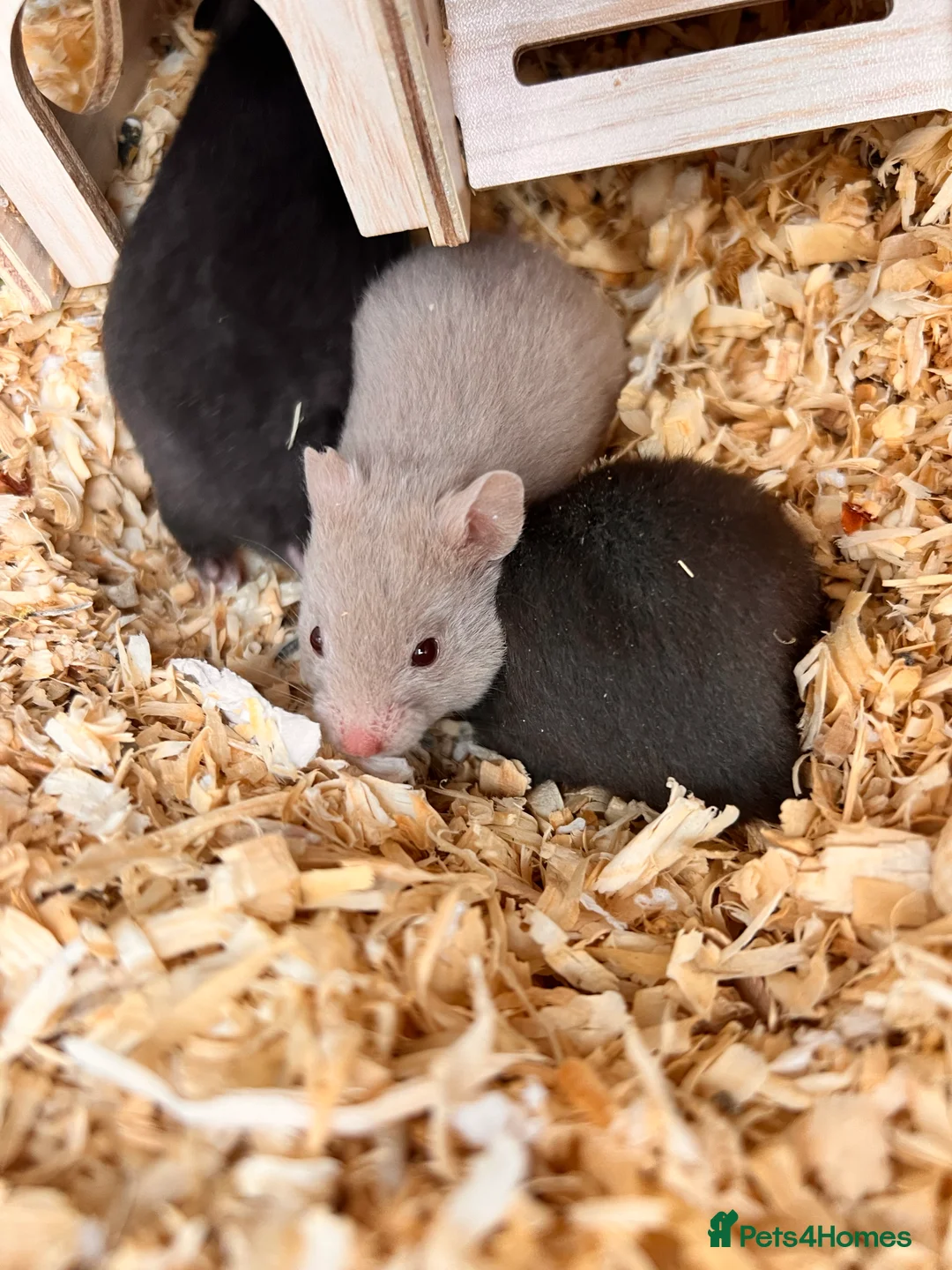 Hamster rodents for sale: Baby syrian hamsters - Advert 1