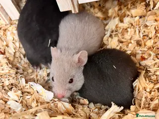 Hamster rodents Baby syrian hamsters - Advert 2