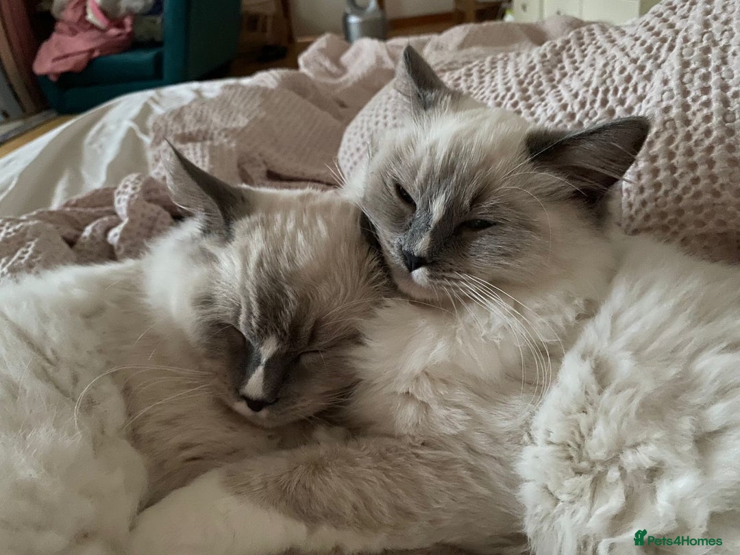 Ragdoll cats for sale: One gorgeous boy,  Luxury pedigree. - Image 33