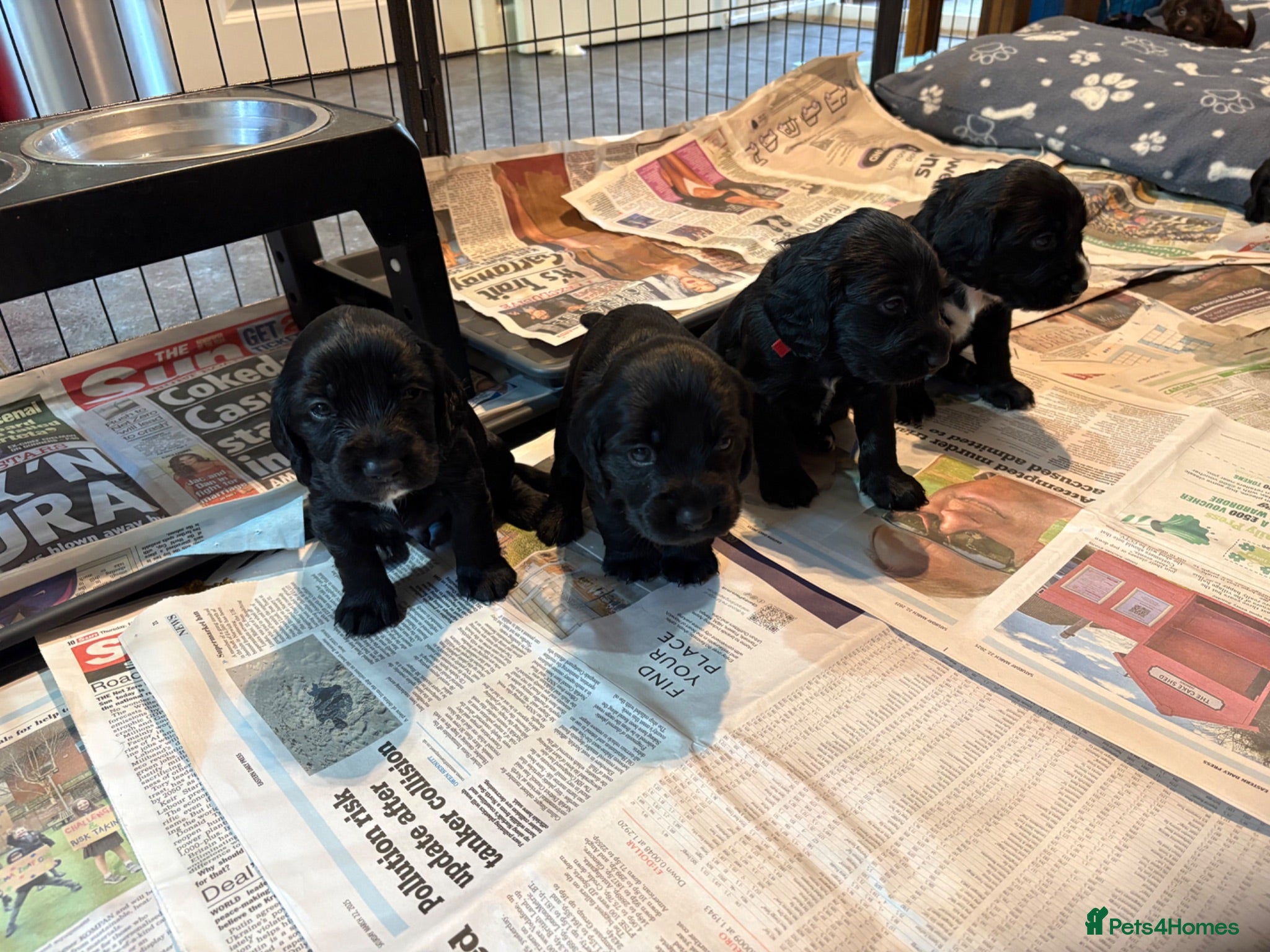 Cocker Spaniel dogs Litter of 10 gorgeous working Cocker Spaniels - Advert 11