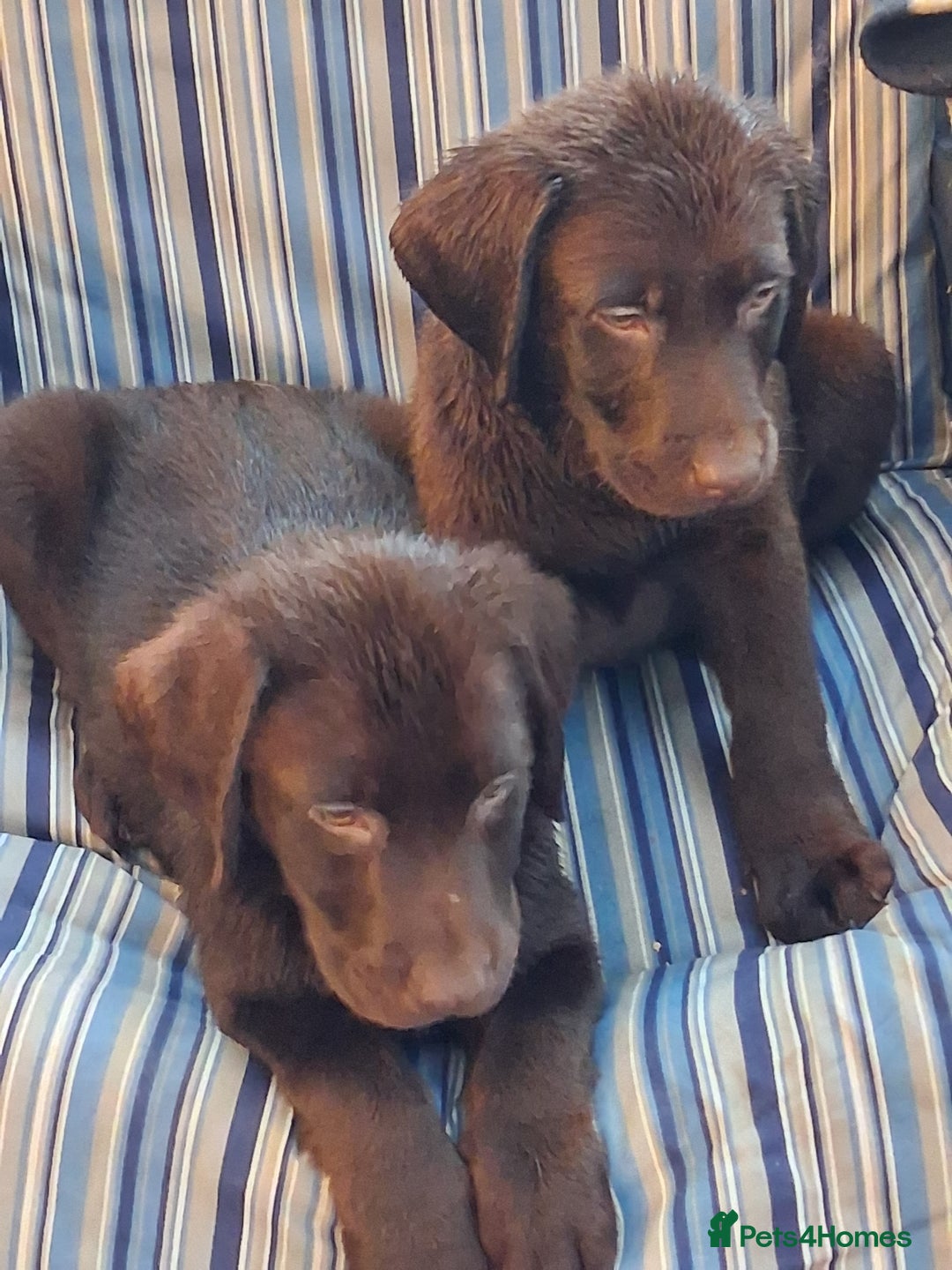 Labrador Retriever dogs for sale: Stunning big pedigree labrador puppies - Advert 1