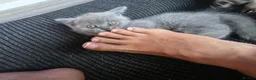 British Shorthair cats for sale: British short hair kitten  in Scunthorpe - Advert 5