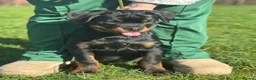 Rottweiler dogs for sale: Exceptional KC Registered Ch bloodline Rottie pups - Advert 3