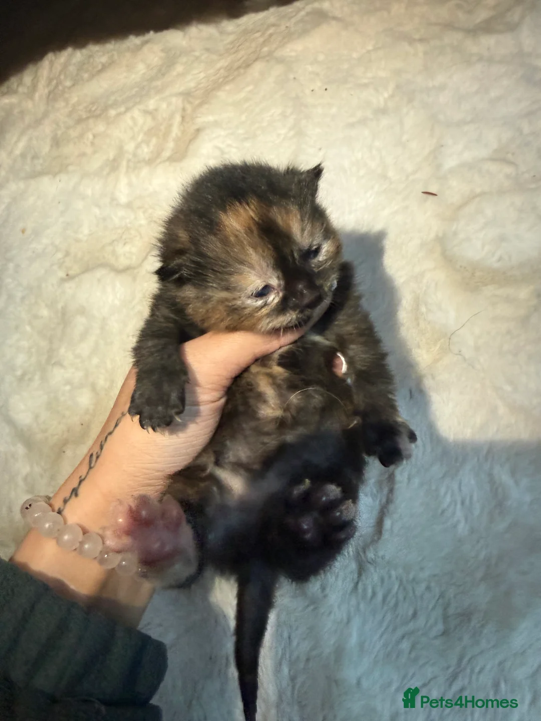 American Shorthair cats for sale: Adorable Kittens for Sale  - Advert 4