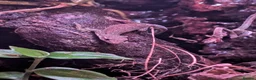 Gecko reptiles for sale: Mourning geckos in Malmesbury - Advert 3