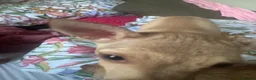 Mixed Breed dogs for sale: Chihuahua mix puppies available now - Advert 6