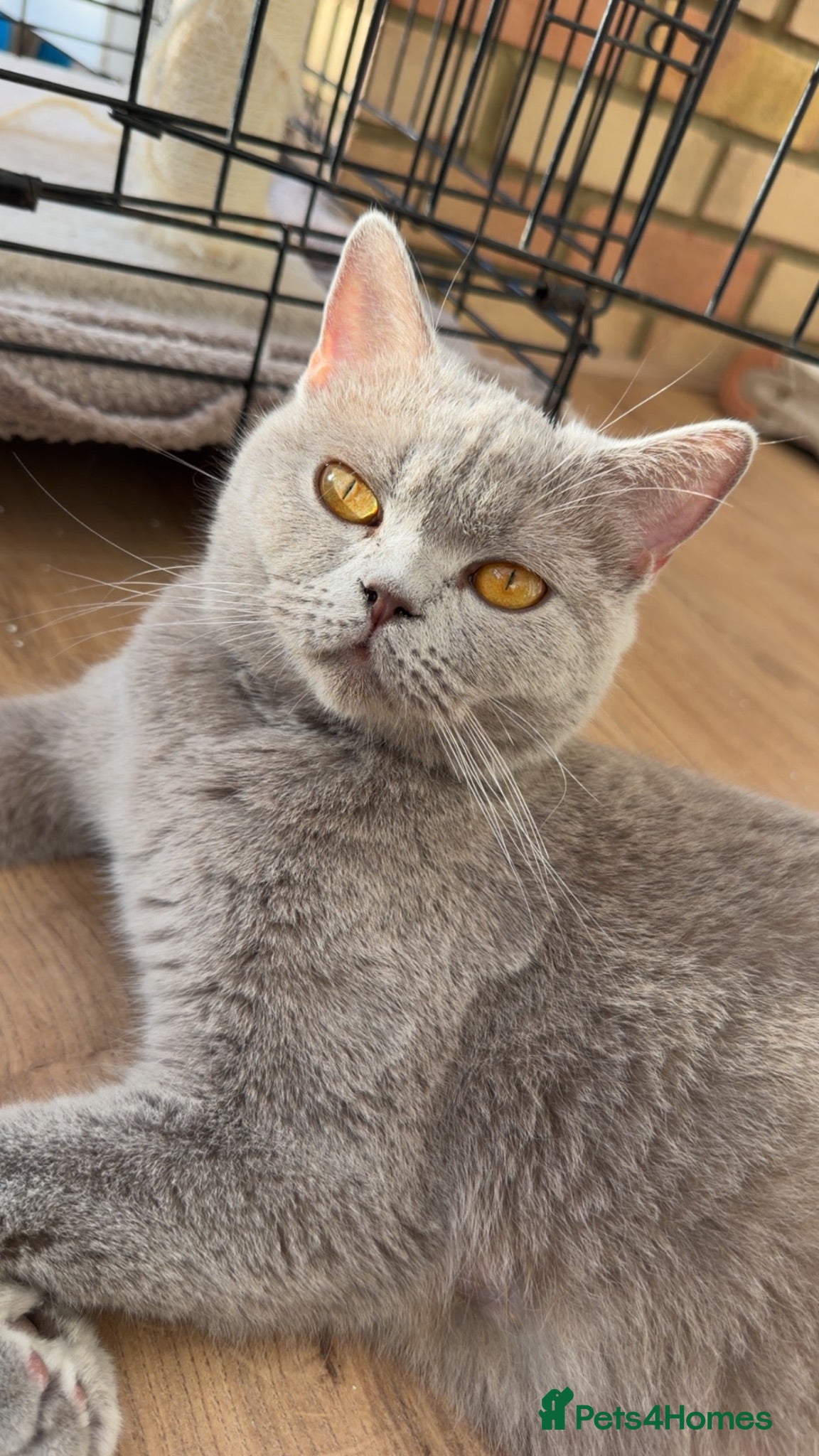 British Shorthair cats Lilac British shorthair  - Advert 4