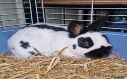 English Spot rabbits for sale: Male English spot  - Image 4