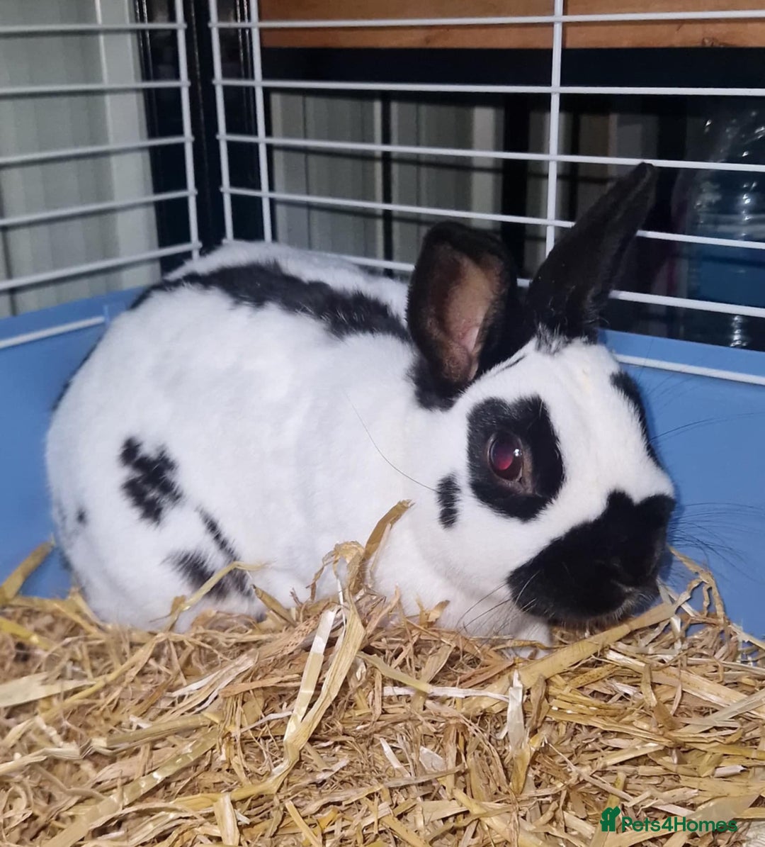 English Spot rabbits for sale: Male English spot  - Image 4