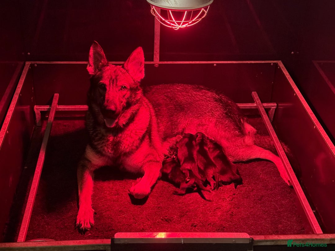 German Shepherd dogs for sale: Beautiful Working Line German Shepherd Puppies - Advert 2