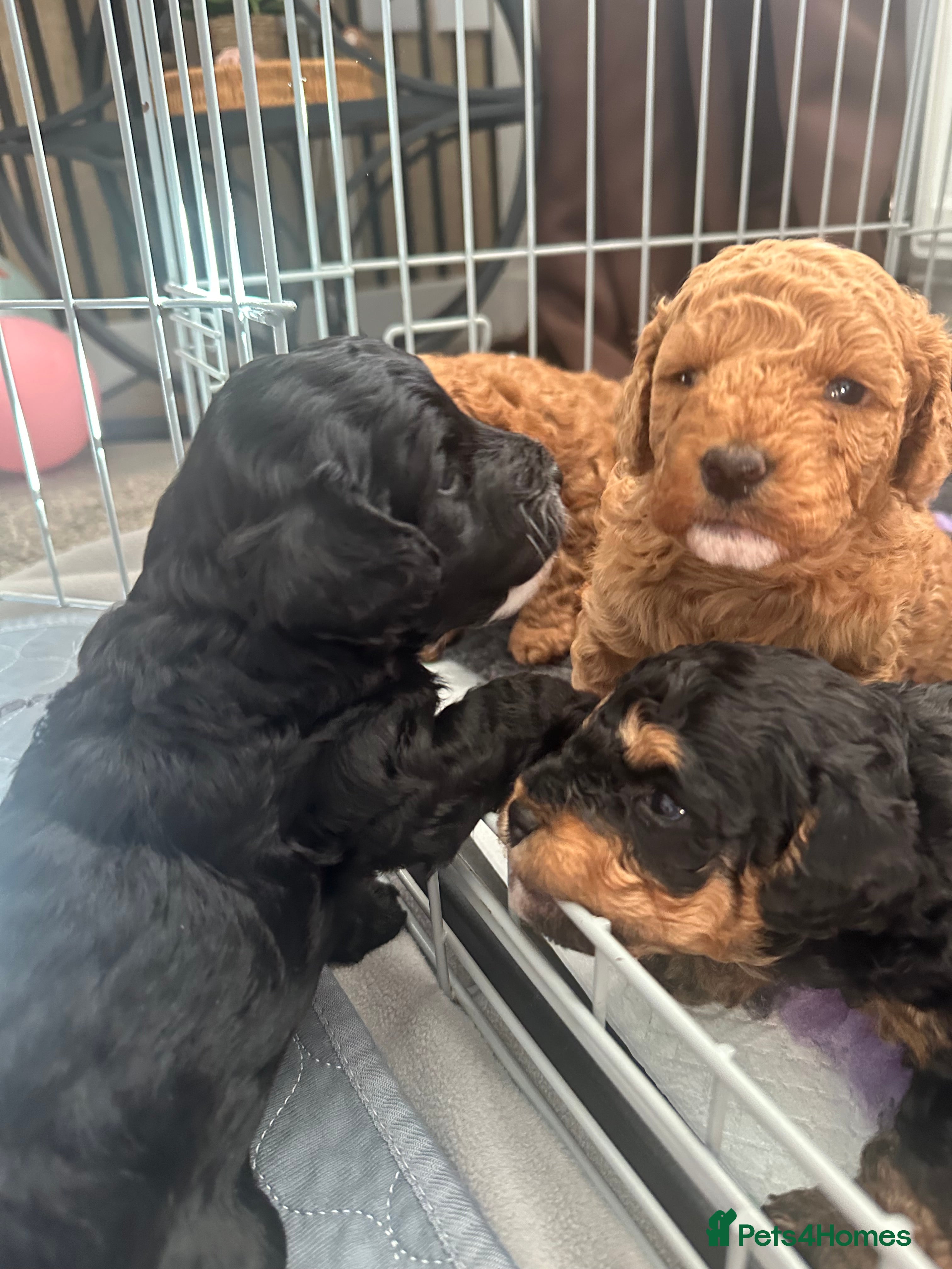 Cockapoo dogs F1b COCKAPOO PUPPIES ready 10th MAY - Advert 17