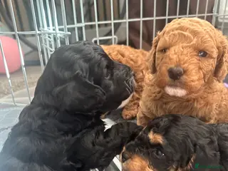 Cockapoo dogs F1b COCKAPOO PUPPIES ready 10th MAY - Advert 17