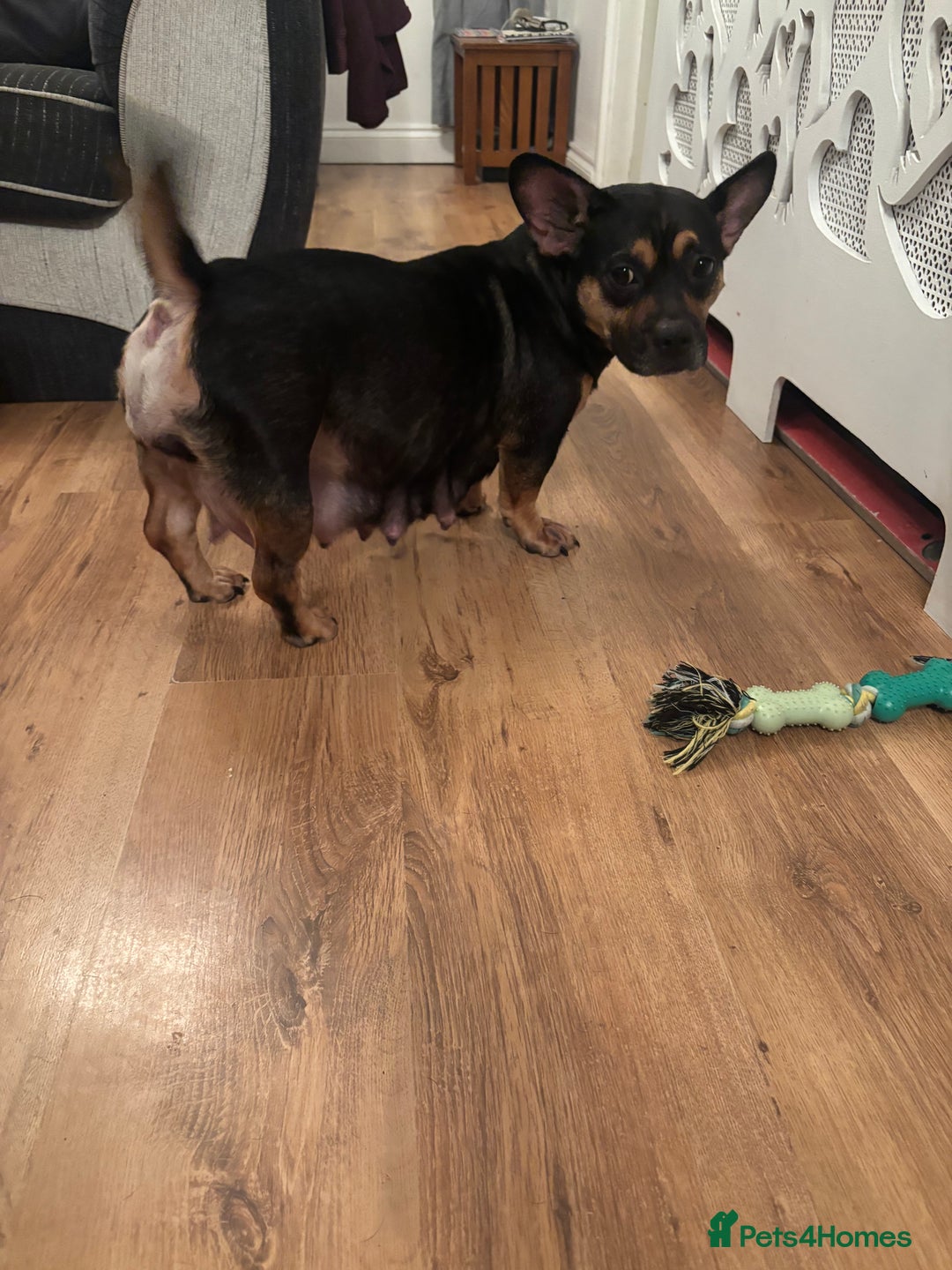 Mixed Breed dogs for sale: Beautiful puppies - Image 24