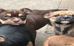 Mixed Breed dogs for sale: 3/4 English bulldog babies  - Image 6