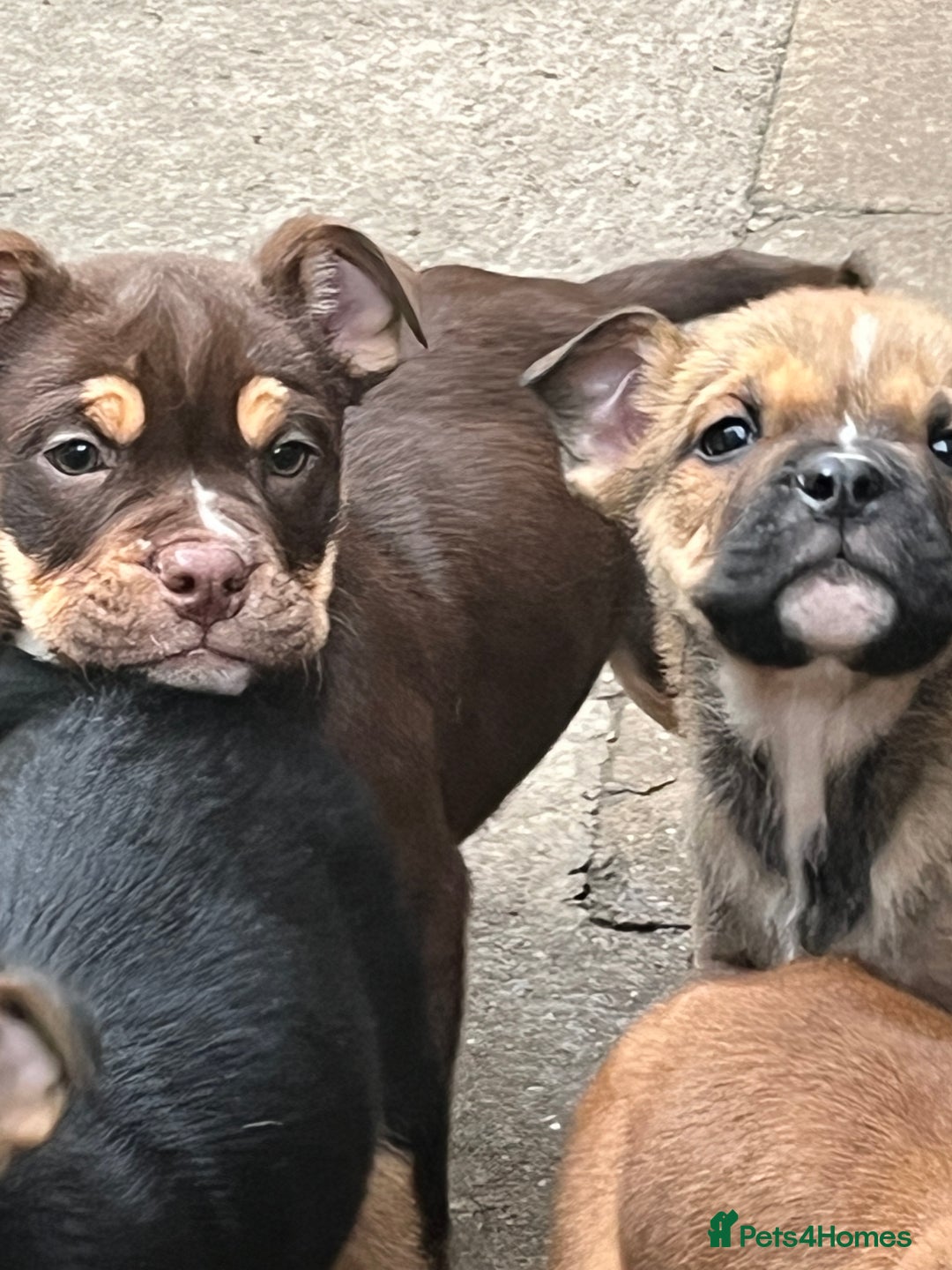 Mixed Breed dogs for sale: 3/4 English bulldog babies  - Image 6