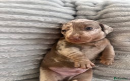 Miniature Dachshund dogs for sale: 🖤🐶Beautiful Miniature Dachshund Puppies🖤🐶!! - Image 22