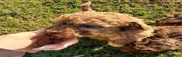 Miniature Poodle dogs for sale: Gorgeous Miniature Poodle Pups - Advert 13