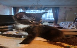 Ragdoll cats for sale: CUTE SOLID RAGDOLL KITTENS  - Image 9