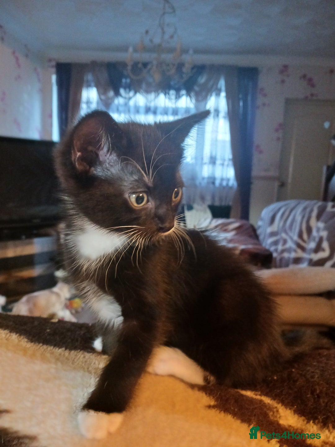 Ragdoll cats for sale: CUTE SOLID RAGDOLL KITTENS  - Image 9