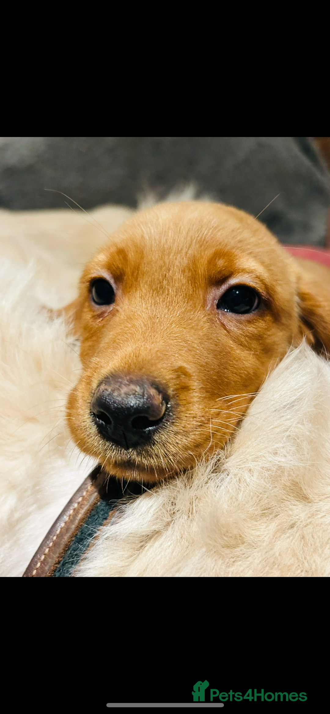 Labrador Retriever dogs for sale: Beautiful fox red and yellow lab puppies  - Image 8