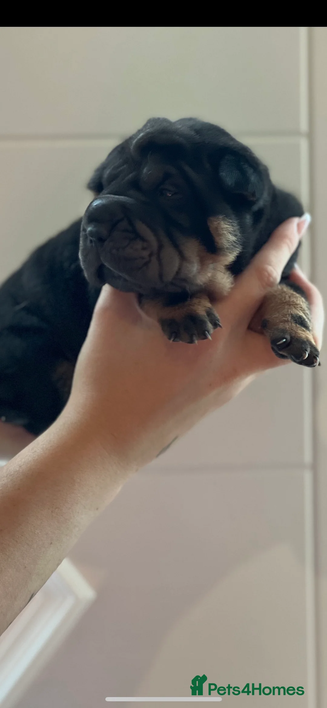 Shar Pei dogs for stud: kc reg health tested bva eye tested  in Sunderland - Advert 17