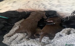 Sprocker dogs for sale: Gorgeous F1 health tested Sprockers  - Image 5