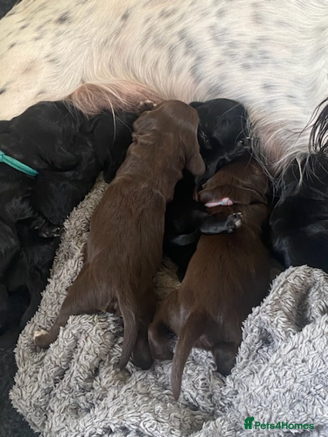 Sprocker dogs for sale: Gorgeous F1 health tested Sprockers  - Image 5
