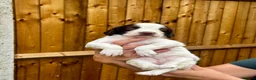 English Springer Spaniel dogs for sale: Exceptional pedigree springers Dam FTAW Sire FTCh in Tilbury - Advert 7