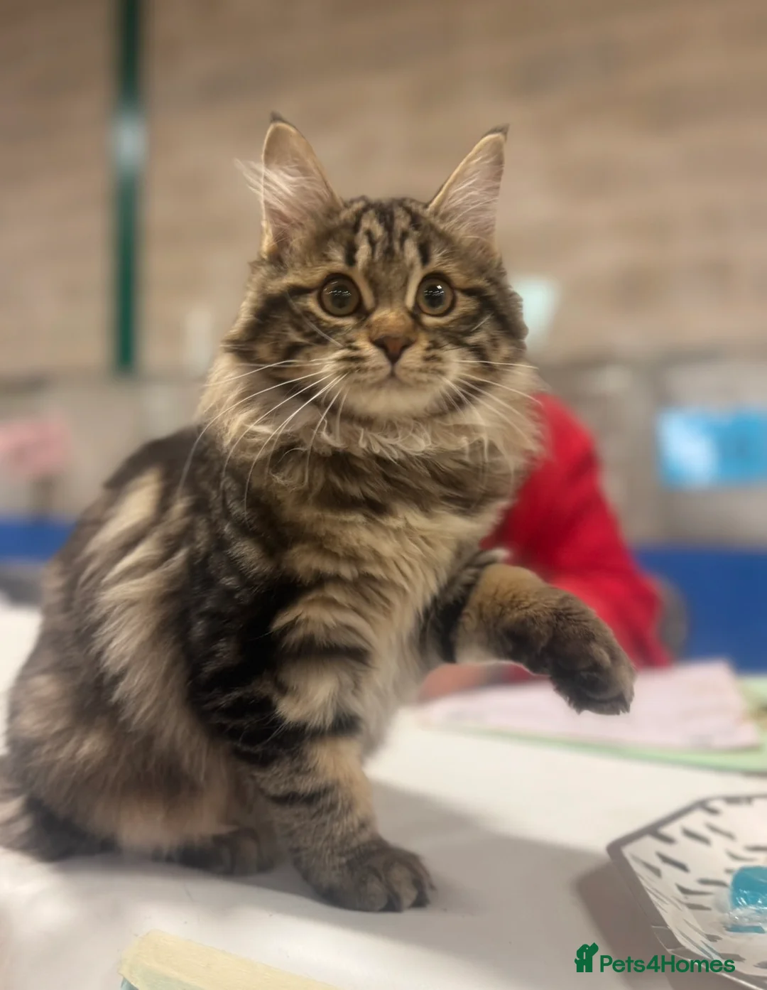 Kurilian Bobtail cats for sale: Very sweet Kurilian bobtail female for rehoming  - Advert 2
