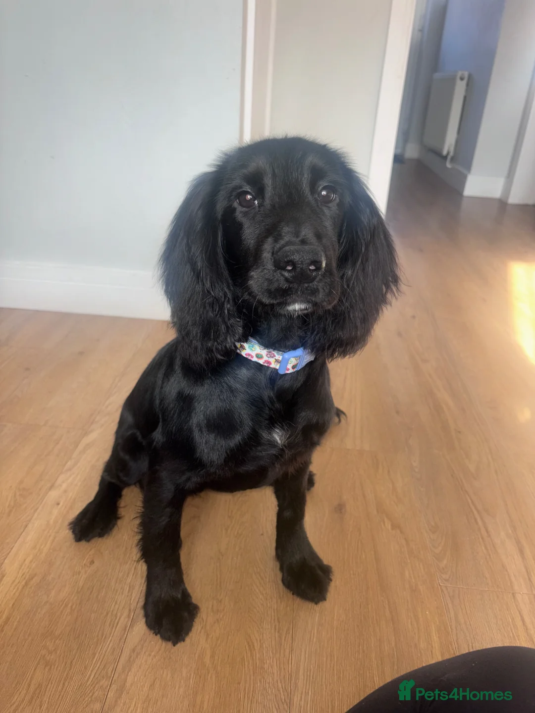 Cocker Spaniel dogs for sale: 5 months old KC registered male cocker spaniel  in Doncaster - Advert 2