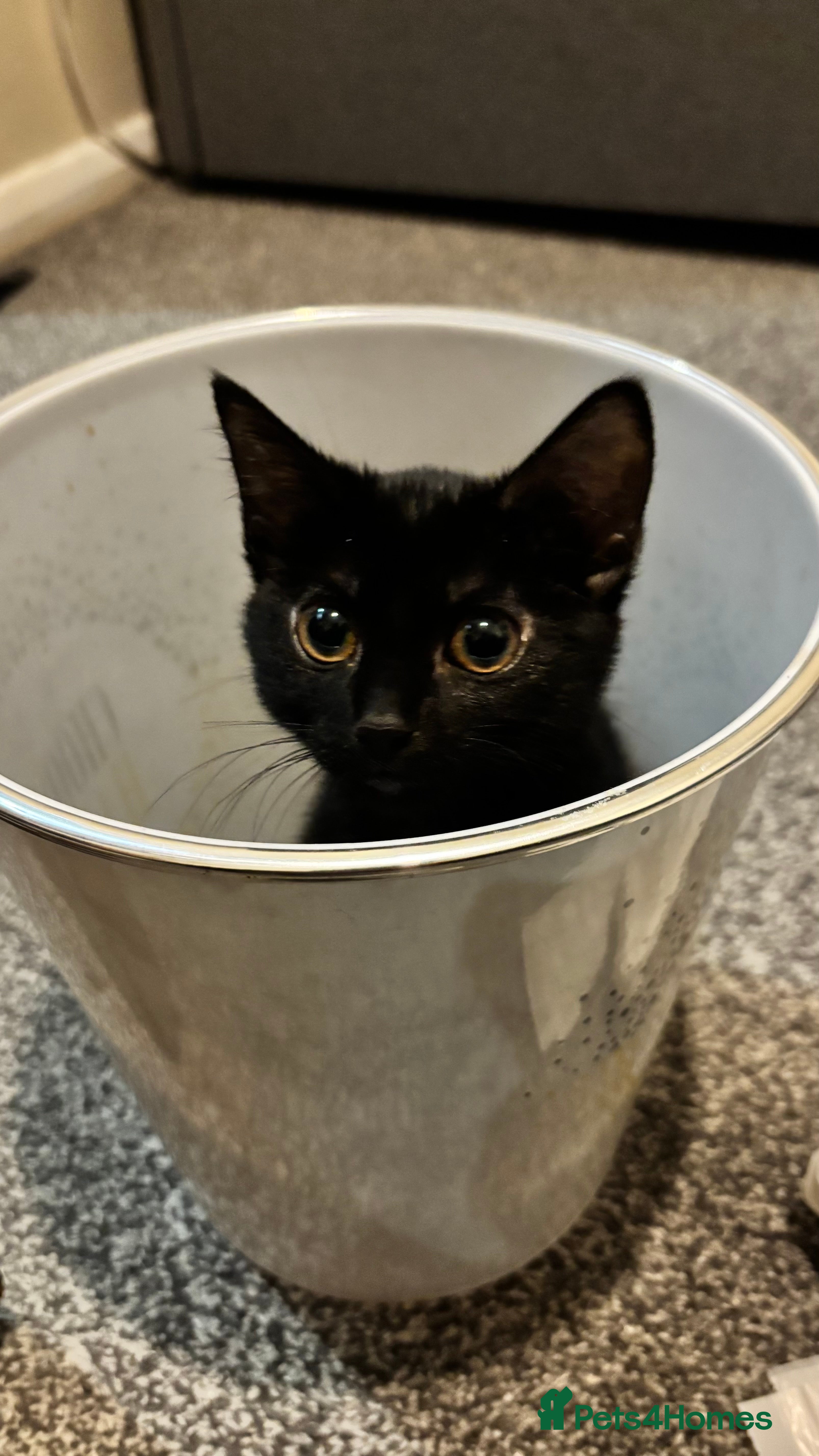 Mixed Breed cats Cocoa - Advert 2