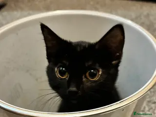 Mixed Breed cats Cocoa - Advert 2