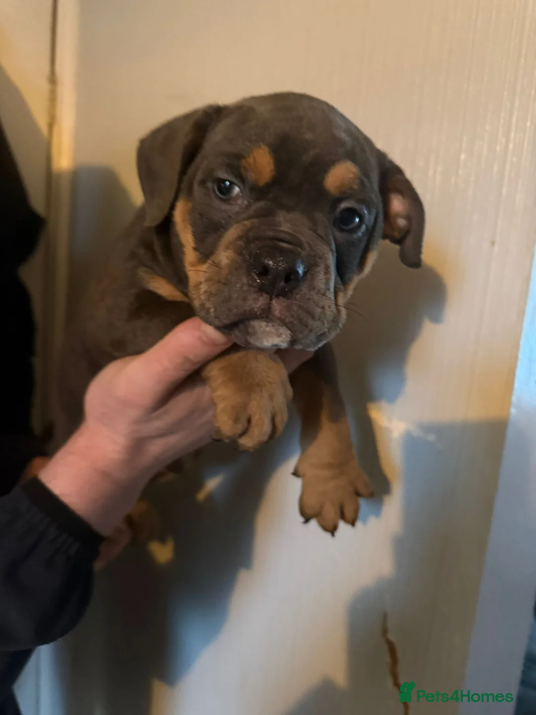 Olde English Bulldogge dogs for sale: GENETICALLY CLEAR CHAMPION 🏆 LEGENDARY BLOODLINE  - Advert 2