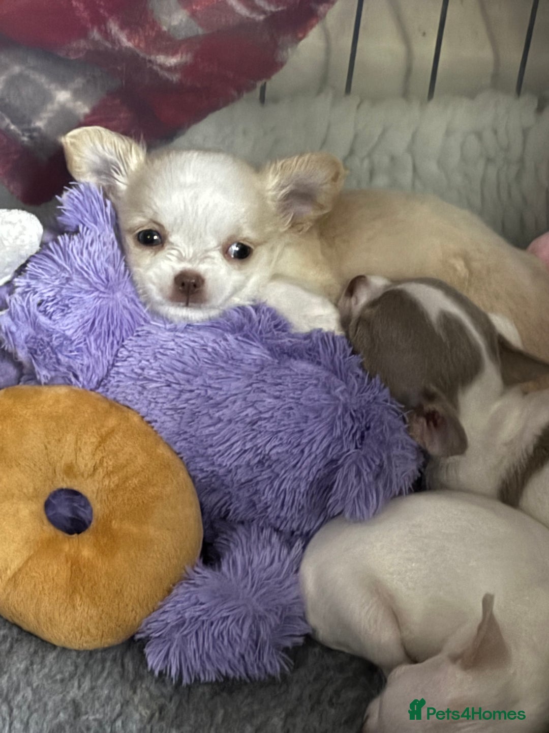 Chihuahua dogs for sale: Exquisite KC Registered Apple Chihuahua Puppies 💖 - Image 34