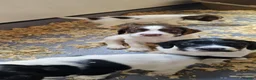 English Springer Spaniel dogs for sale: Working springer spaniels - Advert 14