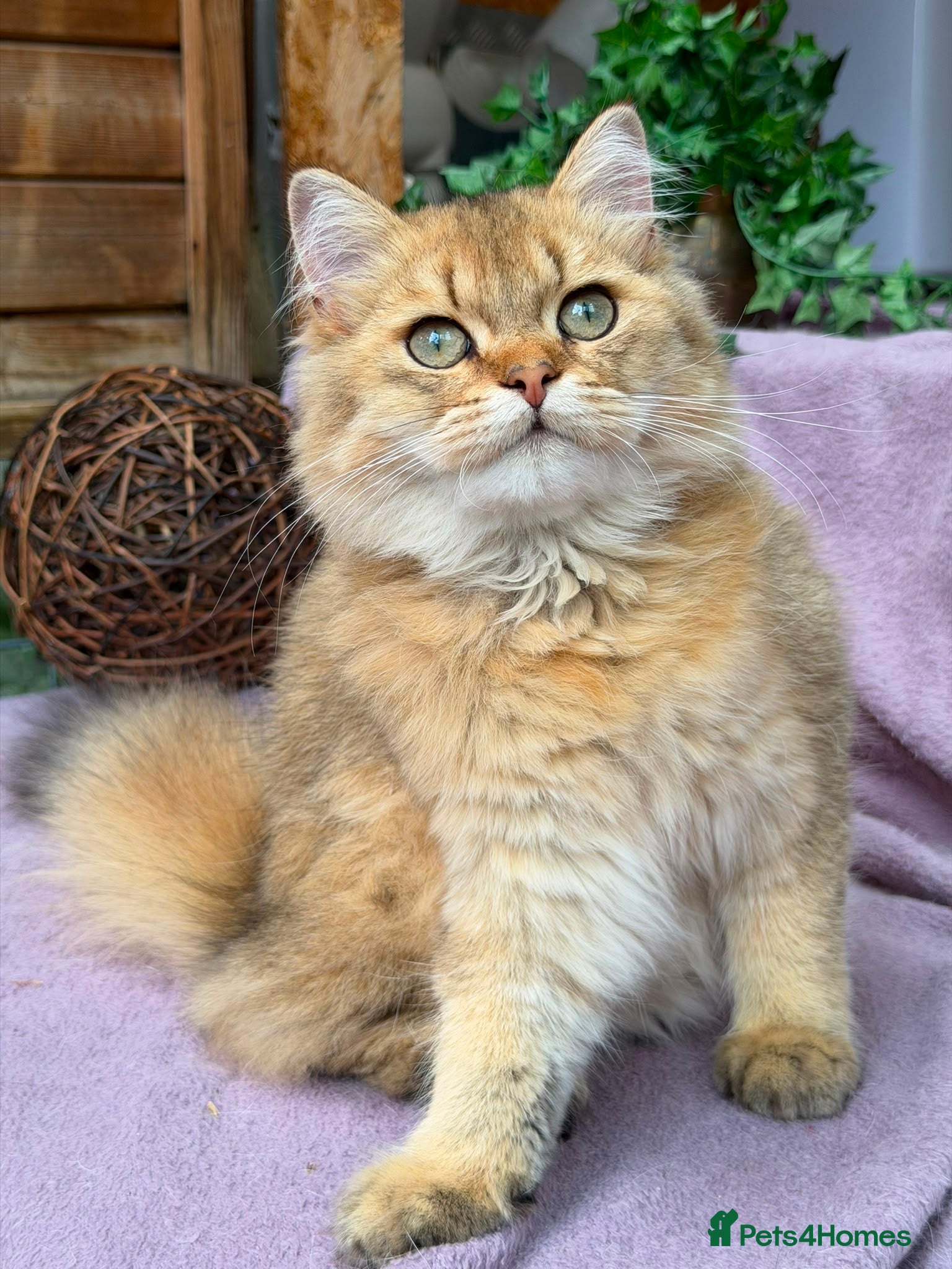 British Longhair cats Stunning British Longhair kittens  - Advert 15
