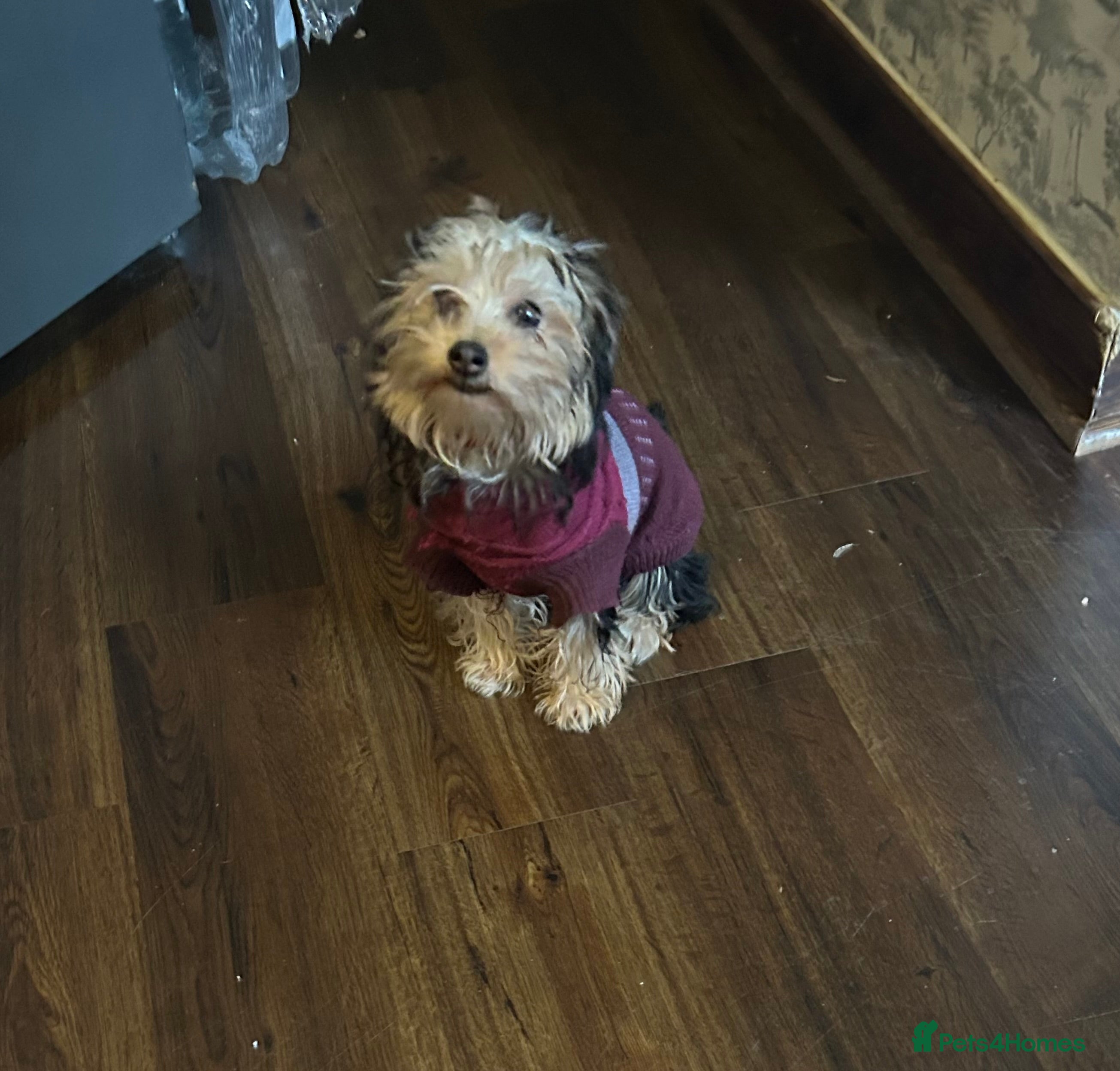 Yorkshire Terrier dogs Yorkshire terriers 1 boy 3 girls - Advert 1